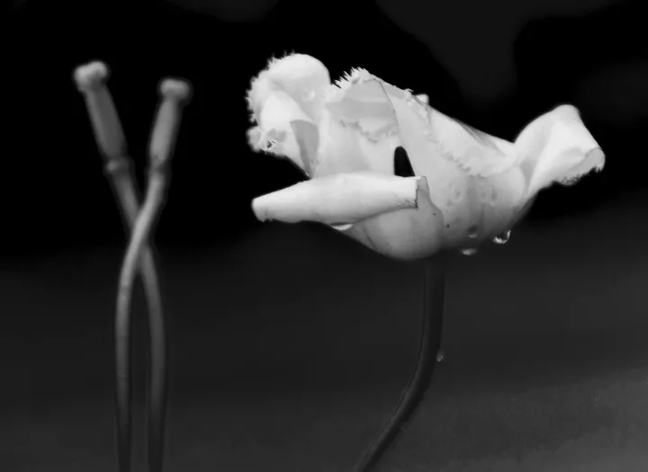Flowers, work 41