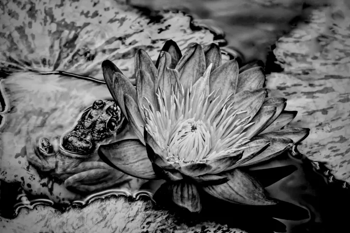 Flowers, work 43