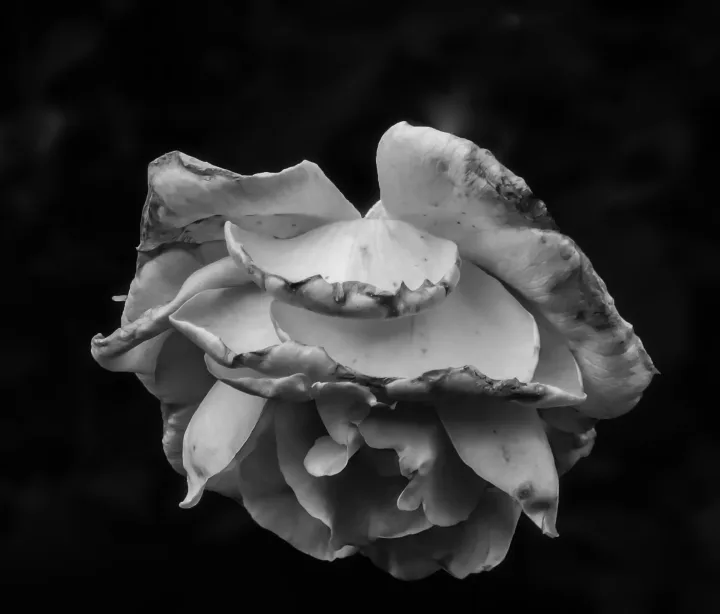 Flowers, work 44