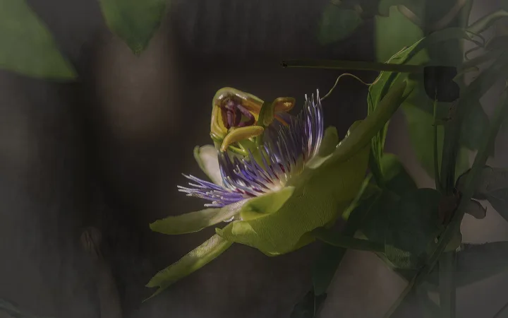 Flowers, work 47