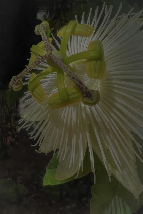 Flowers, work 48