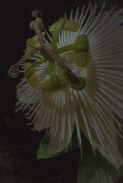 Flowers, work 49