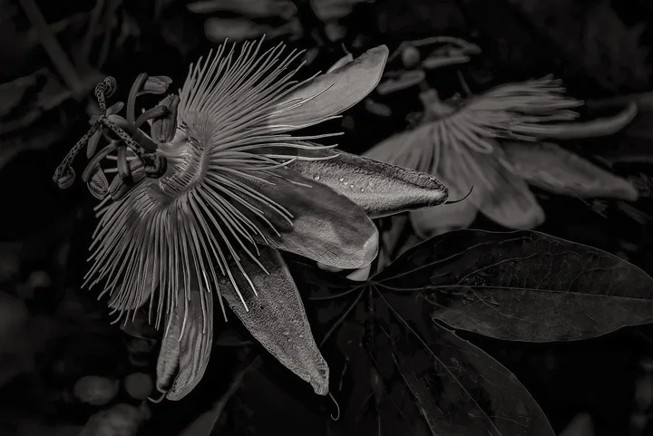 Flowers, work 50