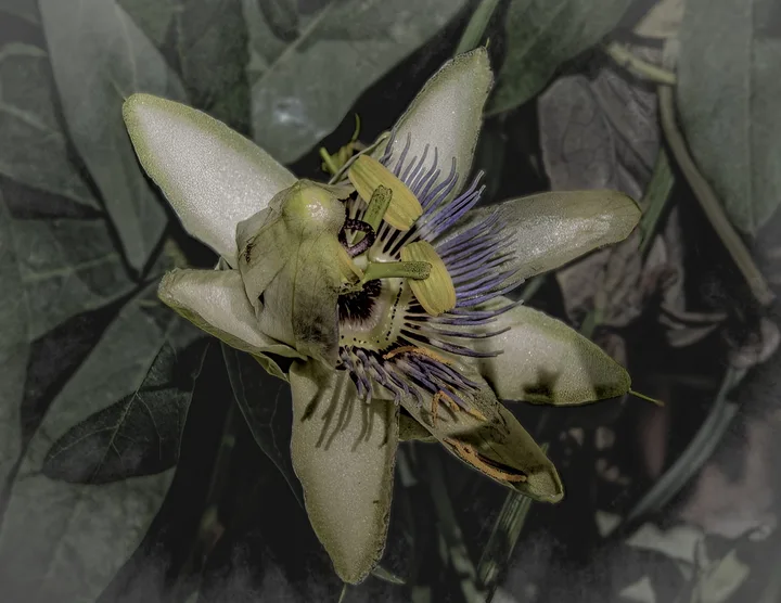 Flowers, work 51