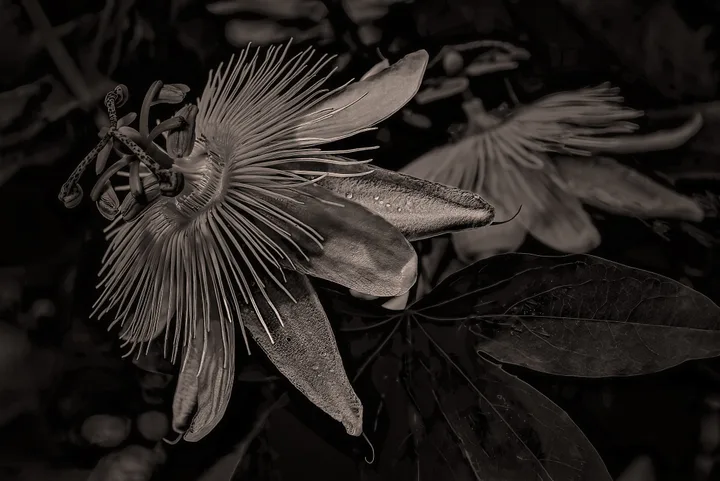 Flowers, work 52