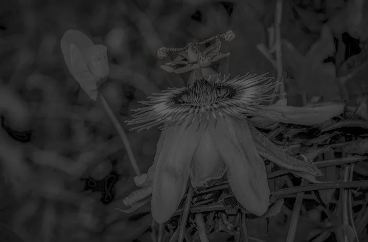 Flowers, work 53