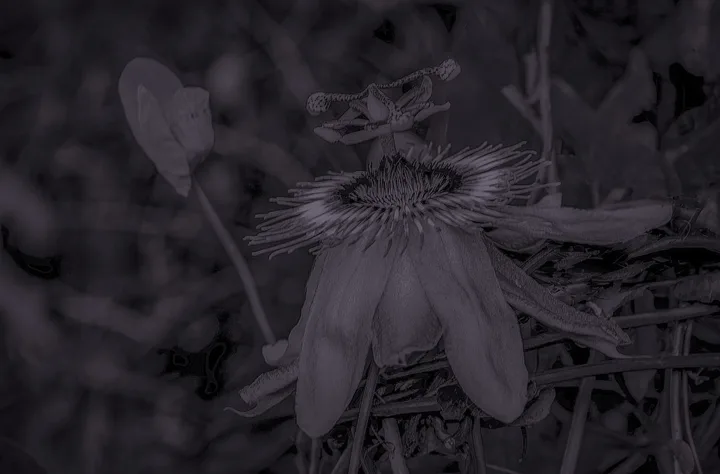 Flowers, work 54