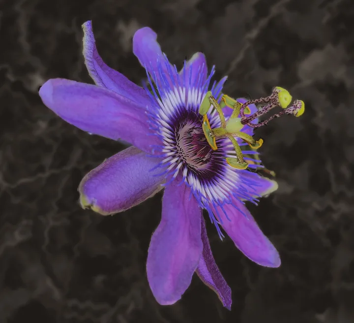 Flowers, work 55