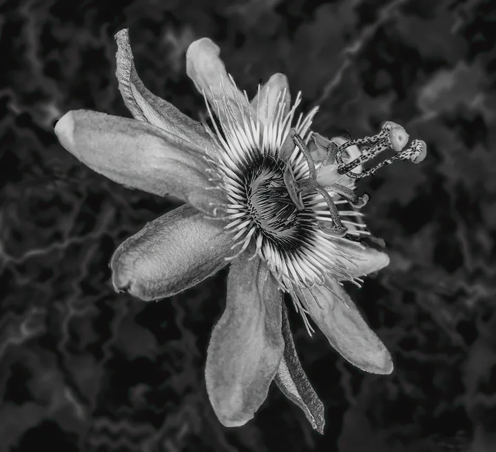 Flowers, work 56