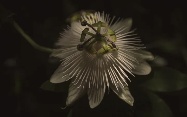 Flowers, work 57