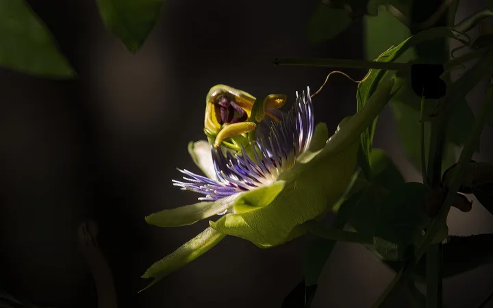 Flowers, work 58
