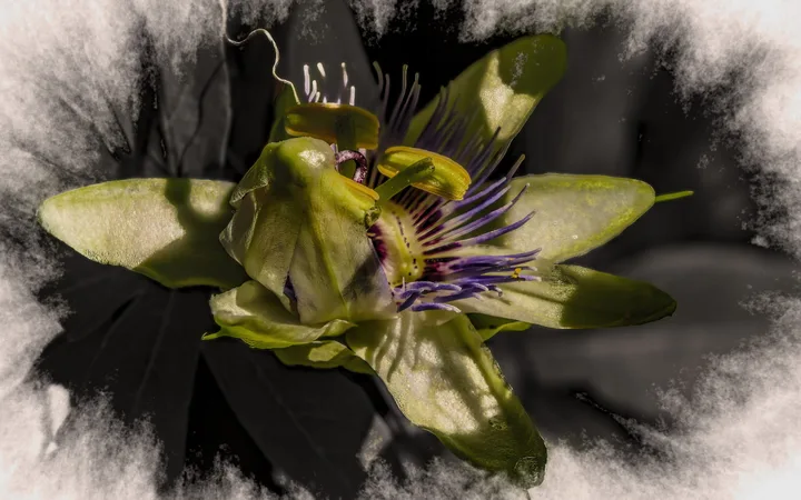 Flowers, work 59
