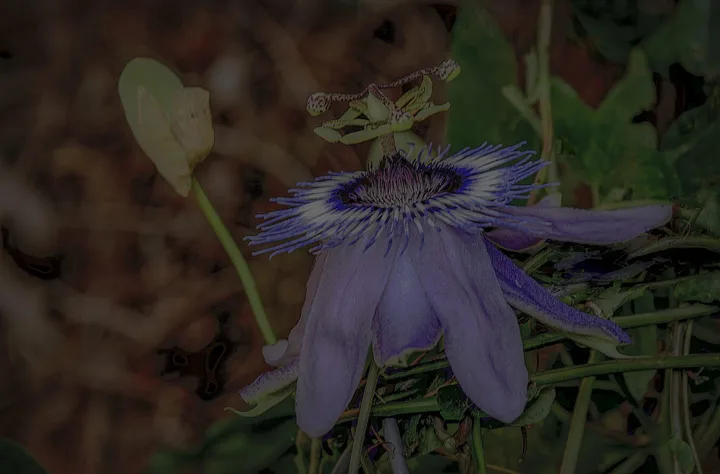 Flowers, work 60