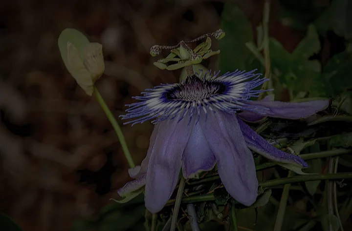 Flowers, work 61