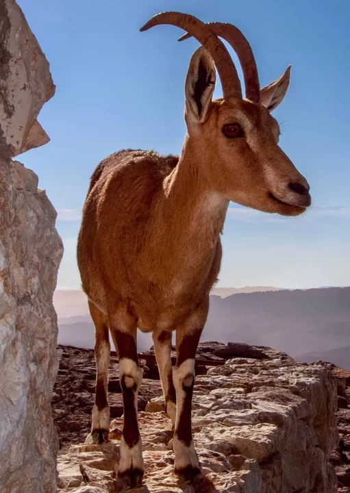 Israel, work 15