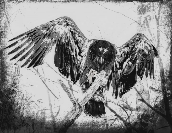 Owls and Eagles, work 1