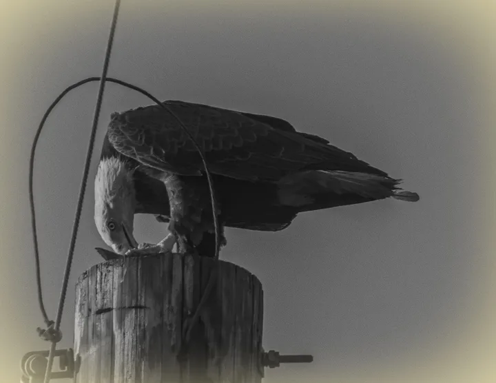 Owls and Eagles, work 3