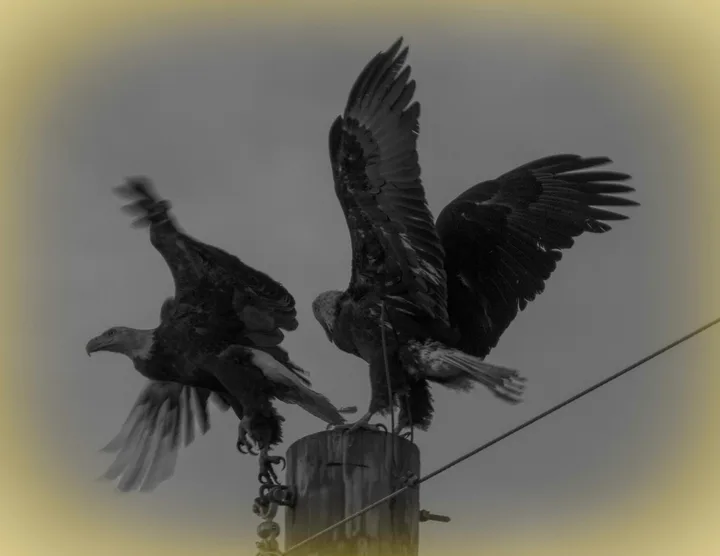 Owls and Eagles, work 4