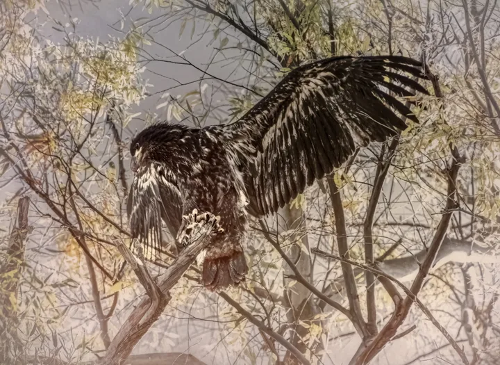 Owls and Eagles, work 5