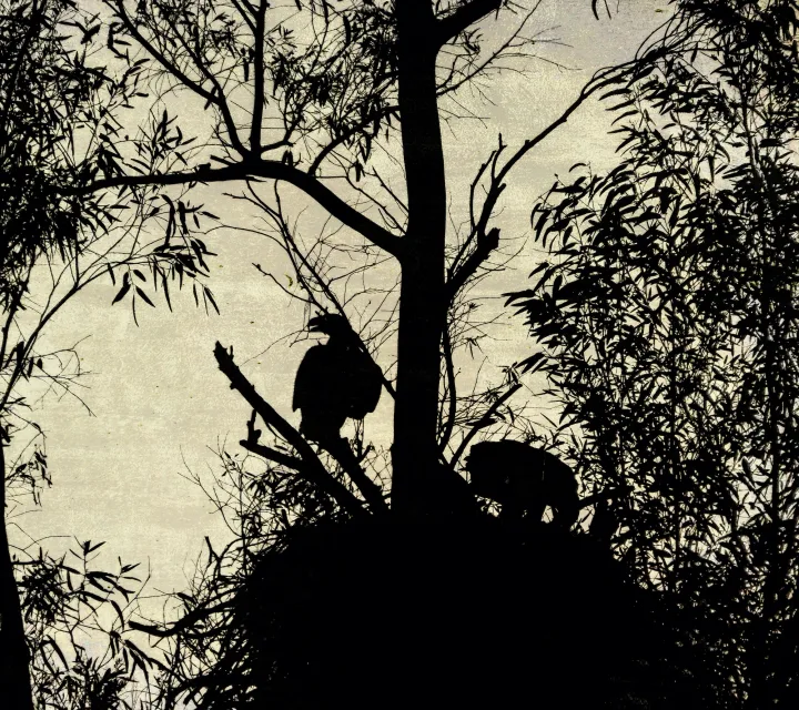 Owls and Eagles, work 6