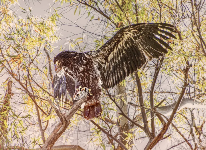 Owls and Eagles, work 8
