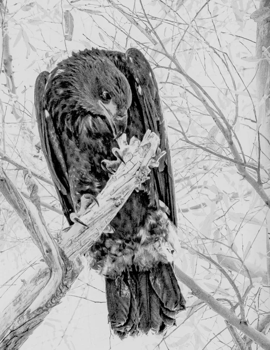 Owls and Eagles, work 9