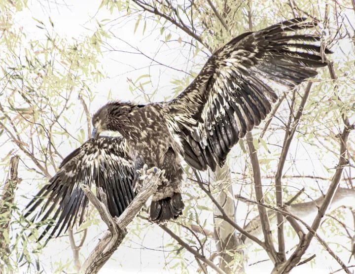 Owls and Eagles, work 10