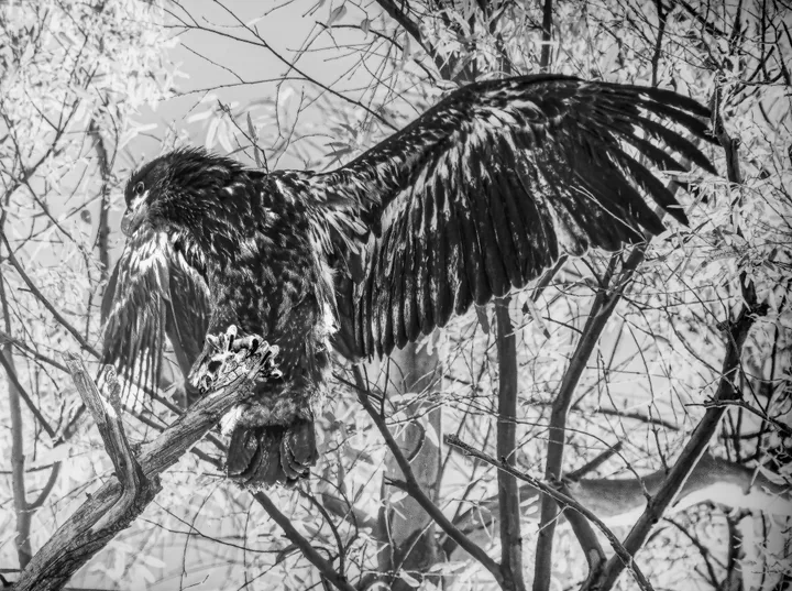 Owls and Eagles, work 11