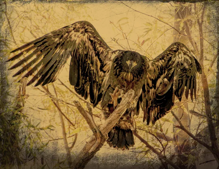 Owls and Eagles, work 12