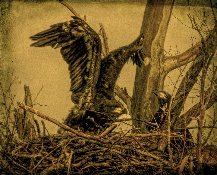 Owls and Eagles, work 14