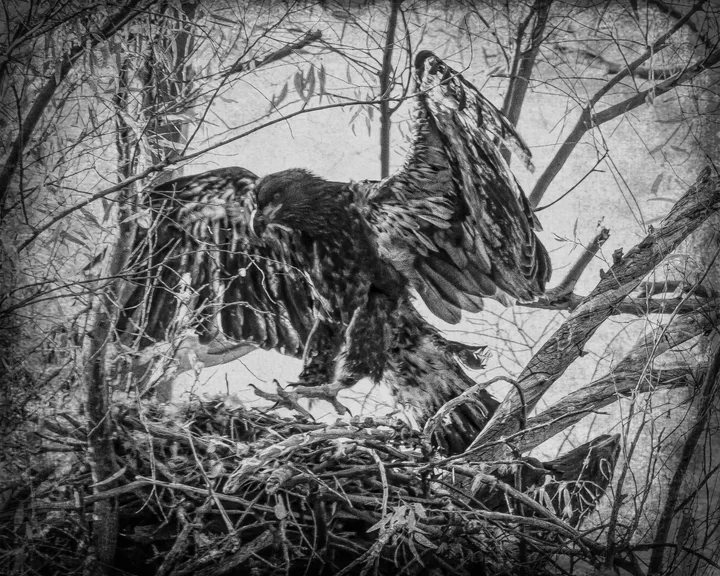 Owls and Eagles, work 15