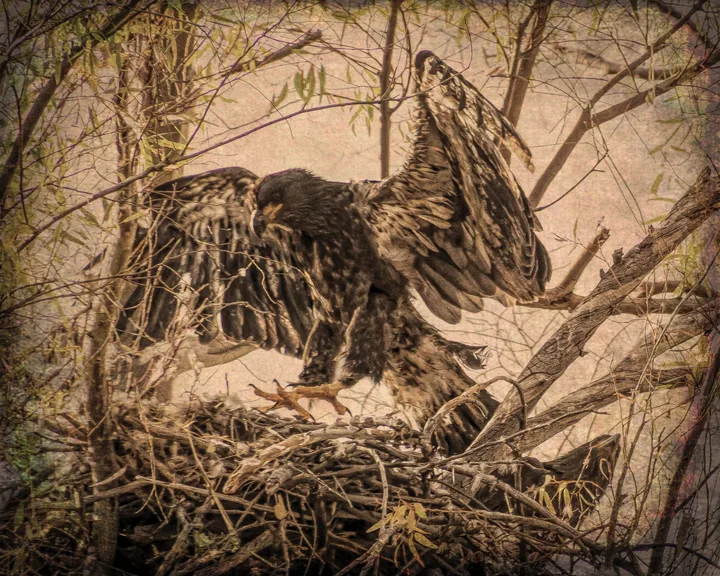Owls and Eagles, work 16