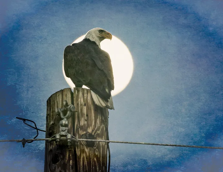 Owls and Eagles, work 17