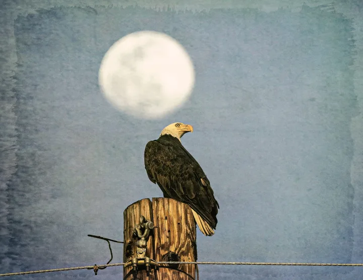 Owls and Eagles, work 19