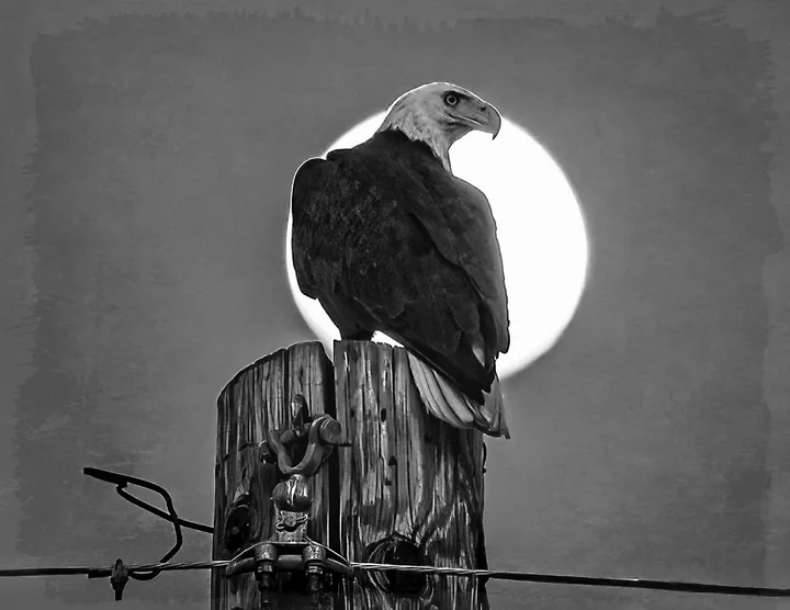 Owls and Eagles, work 20