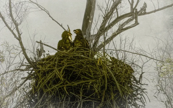 Owls and Eagles, work 21