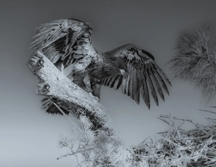 Owls and Eagles, work 23