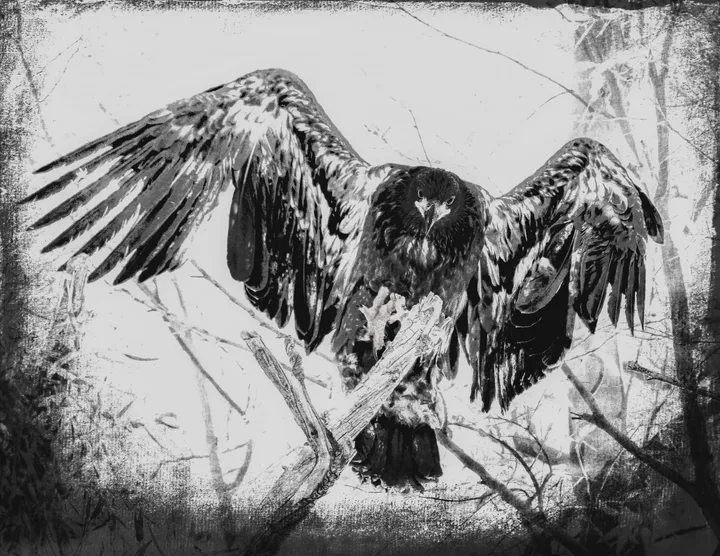 Owls and Eagles, work 24