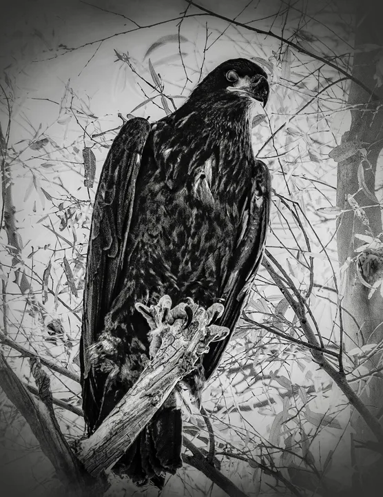 Owls and Eagles, work 25