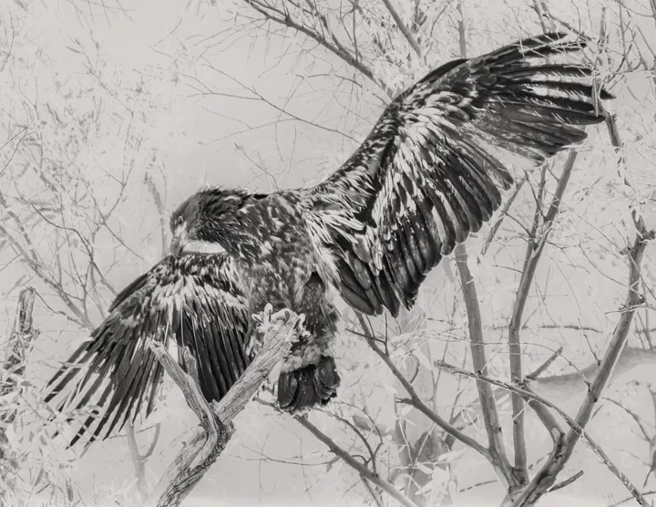 Owls and Eagles, work 26