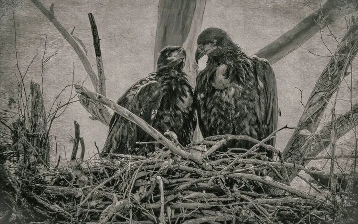 Owls and Eagles, work 27