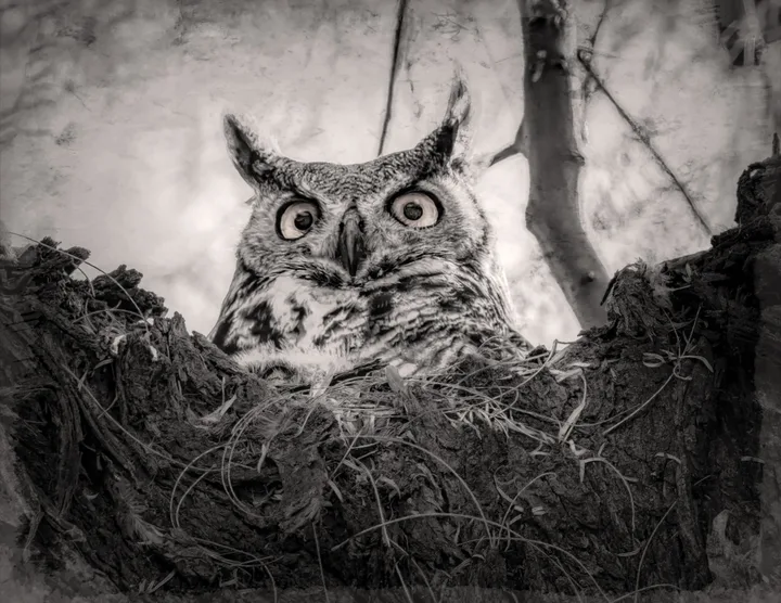 Owls and Eagles, work 30