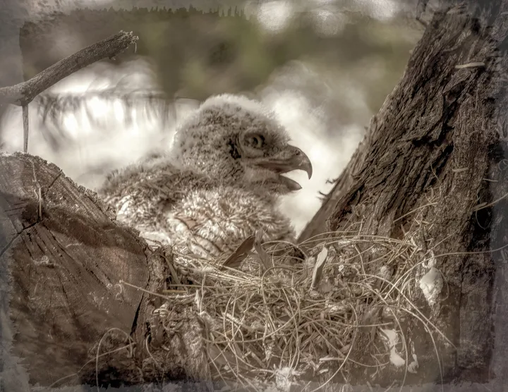 Owls and Eagles, work 31