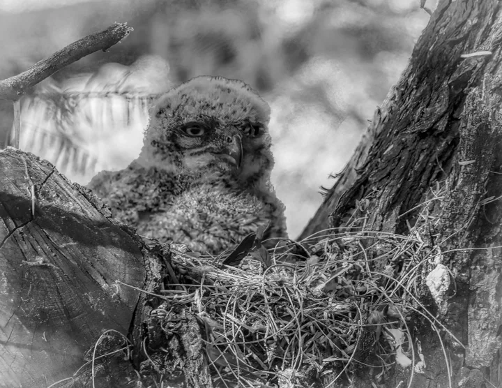 Owls and Eagles, work 34