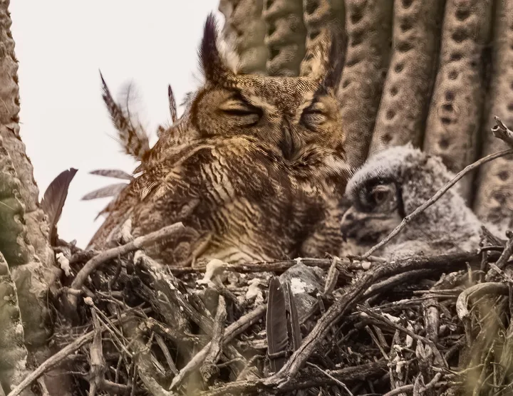 Owls and Eagles, work 35