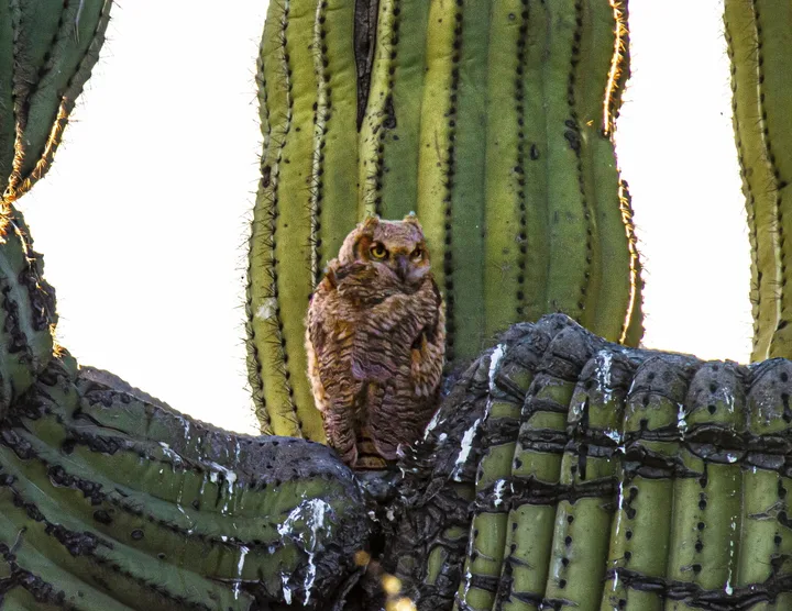 Owls and Eagles, work 37