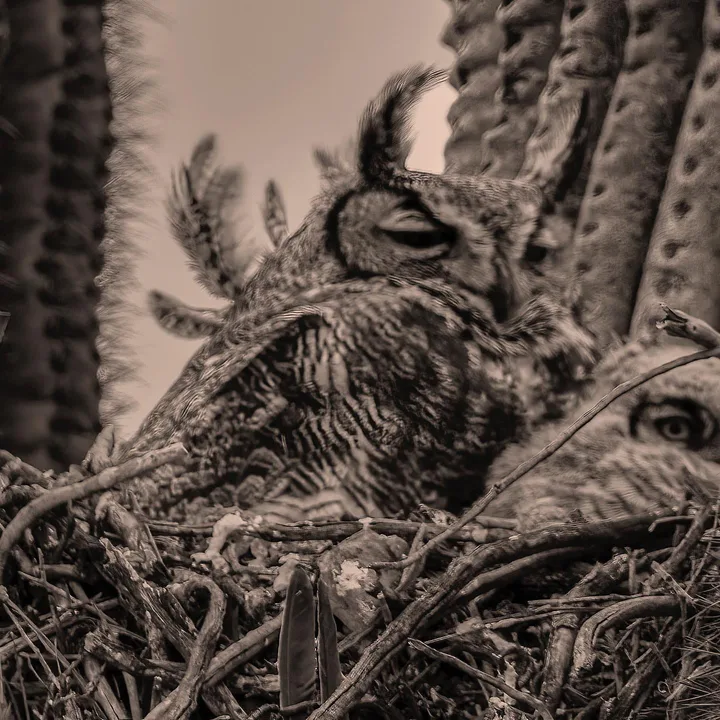 Owls and Eagles, work 38