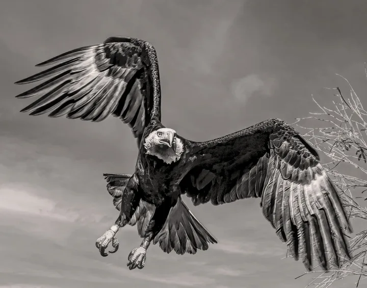 Owls and Eagles, work 39