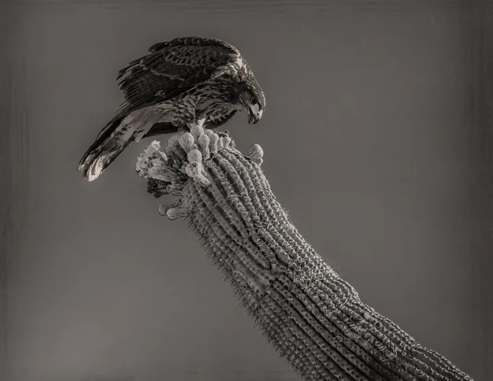 Owls and Eagles, work 40