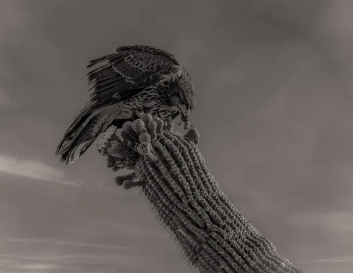Owls and Eagles, work 41